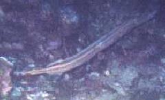 Trumpet Fish.jpg